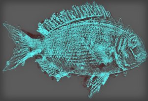 Fish II by Alex Caminker
