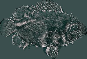 Fish in Green by Alex Caminker