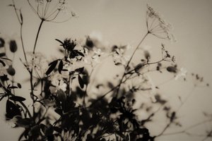 Natural Decorations