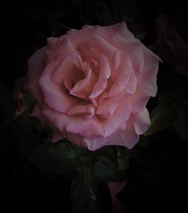 Pink Planet