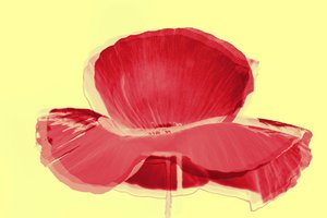 Red Tulip, 2019