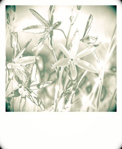 Silver plants