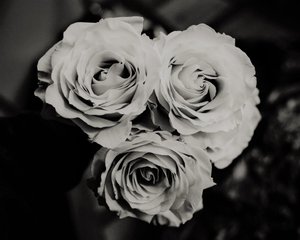 Three Roses by Alex Caminker