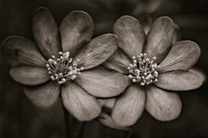 Twins by Alex Caminker