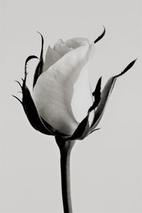 White rose