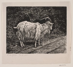 A Billy Goat by Alexander Blom