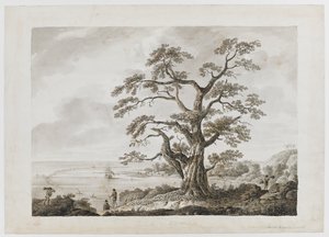Tree on the Tree Hill, Otaheite, from 