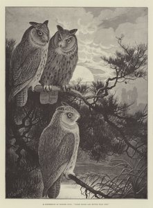 A Conference of Horned Owls, Three Heads are Better than One by Alexander Francis Lydon