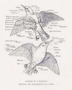 Diagram of a starling, defining the terminology of a bird by Alexander Francis Lydon
