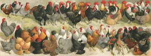 Fowl