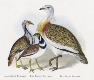 Macqueens Bustard, The Little Bustard, The Great Bustard by Alexander Francis Lydon
