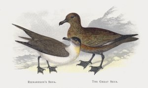 Richardsons Skua, The Great Skua