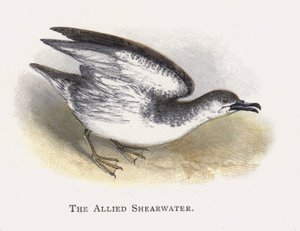 The Allied Shearwater