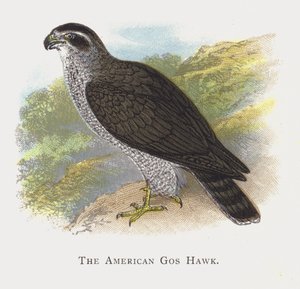The American Goshawk