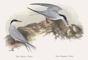 The Arctic Tern, The Common Tern by Alexander Francis Lydon
