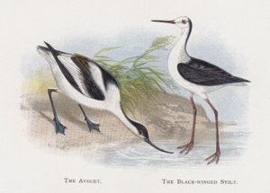 The Avocet, The Black-winged Stilt by Alexander Francis Lydon