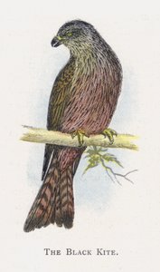 The Black Kite