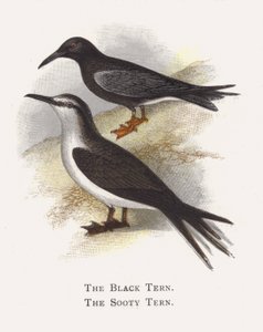 The Black Tern, The Sooty Tern
