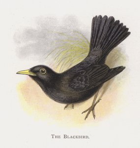 The Blackbird by Alexander Francis Lydon