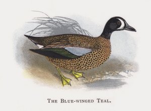The Blue-winged Teal by Alexander Francis Lydon