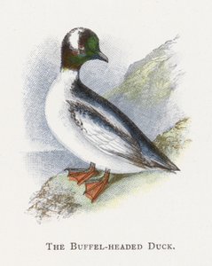 The Buffel-headed Duck by Alexander Francis Lydon