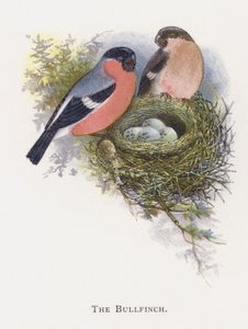 The Bullfinch by Alexander Francis Lydon