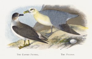 The Capped Petrel, The Fulmar by Alexander Francis Lydon