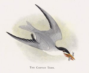 The Caspian Tern