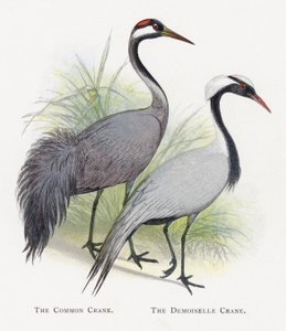 The Common Crane, The Demoiselle Crane