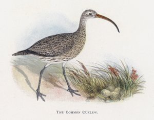The Common Curlew by Alexander Francis Lydon