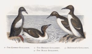 The Common Guillemot, The Bridled Guillemot, Brunnichs Guillemot, The Black Guillemot by Alexander Francis Lydon