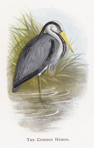 The Common Heron by Alexander Francis Lydon