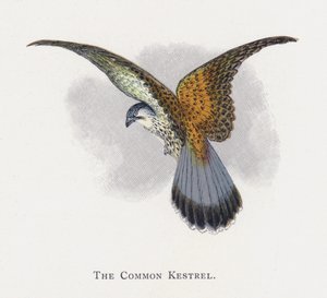 The Common Kestrel