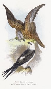 The Common Kite, The Swallow-tailed Kite by Alexander Francis Lydon