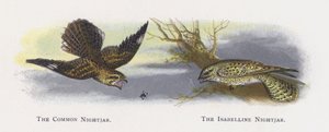 The Common Nightjar, The Isabelline Nightjar