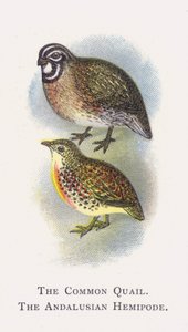 The Common Quail, The Andalusian Hemipode