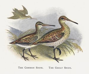 The Common Snipe, The Great Snipe