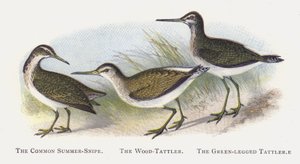 The Common Summer-Snipe, The Wood-Tattler, The Green-legged Tattler by Alexander Francis Lydon