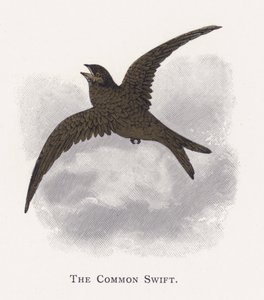 The Common Swift