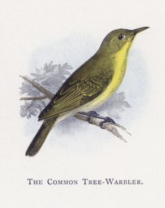 The Common Tree-Warbler