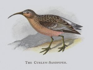 The Curlew-Sandpiper