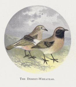 The Desert-Wheatear