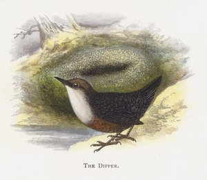 The Dipper by Alexander Francis Lydon