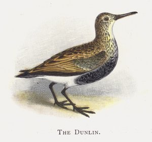 The Dunlin