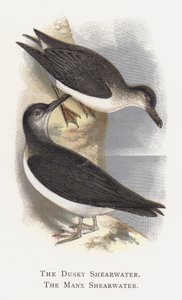 The Dusky Shearwater, The Manx Shearwater by Alexander Francis Lydon