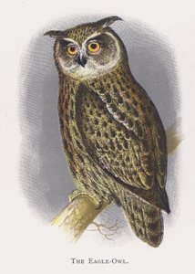 The Eagle-Owl by Alexander Francis Lydon