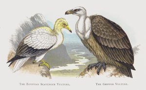 The Egyptian Scavenger Vulture, The Griffon Vulture