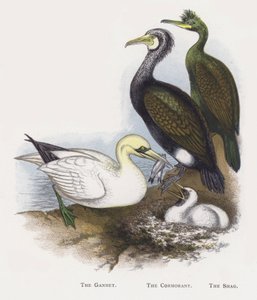 The Gannet, The Cormorant, The Shag by Alexander Francis Lydon
