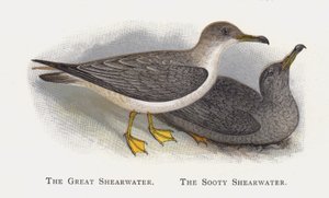 The Great Shearwater, The Sooty Shearwater by Alexander Francis Lydon