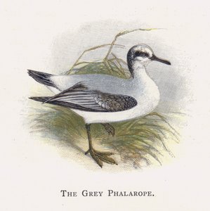 The Grey Phalarope